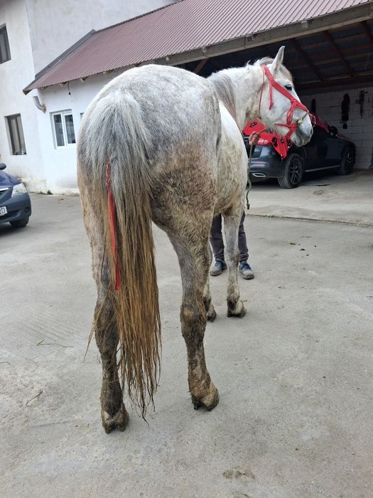Vând cal castrat bună de munca  garantat   bună de munca 6 ani la gura