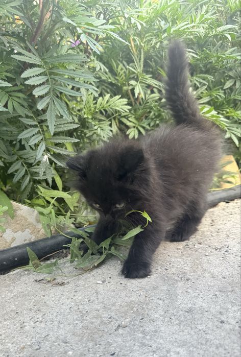 Отдам котят в надежные руки
