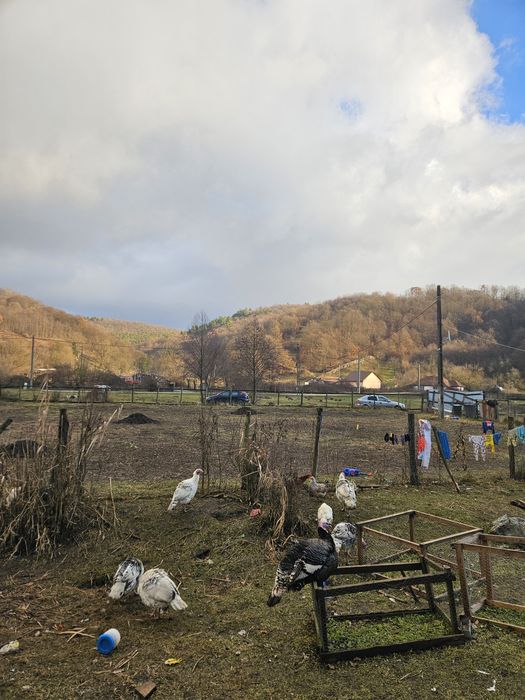 Vând bibilici si curcani..