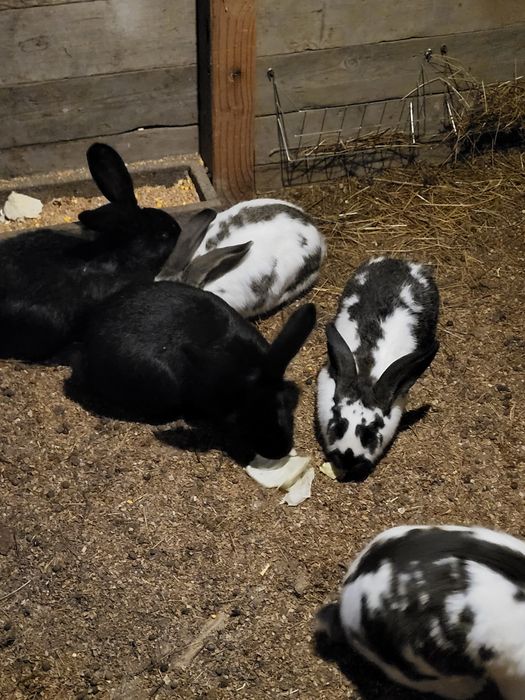 Iepuri fluture german