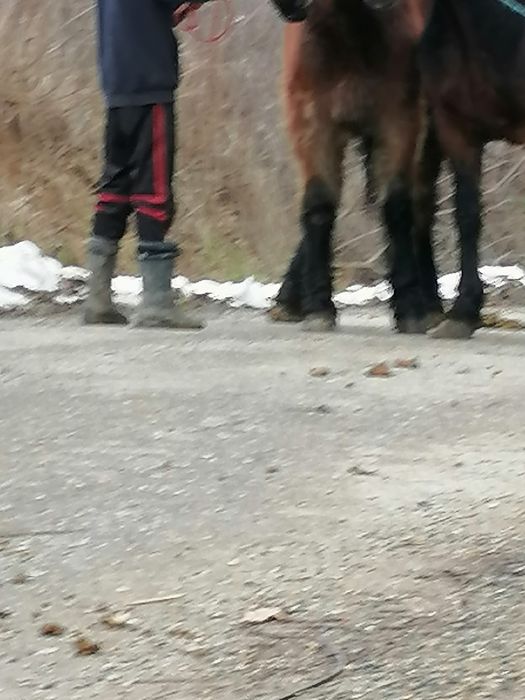 Vând sau schimb o manza de 4 ani și una de  un an și 2 luni