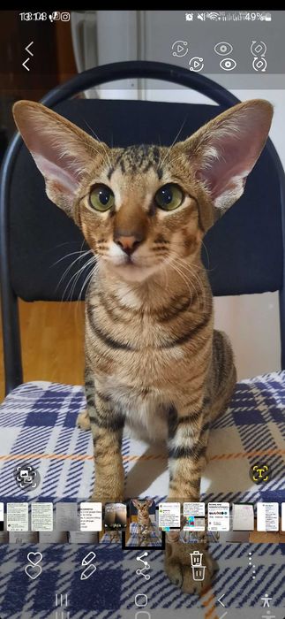 Кот породы Ориентал