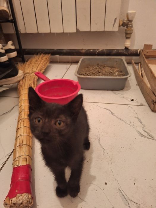 Беслатное котятя