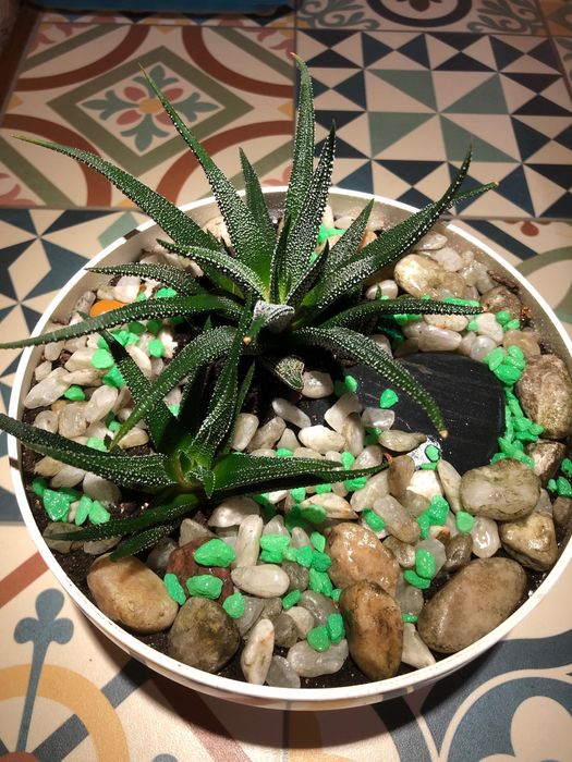 Хавортии в плоском кашпо