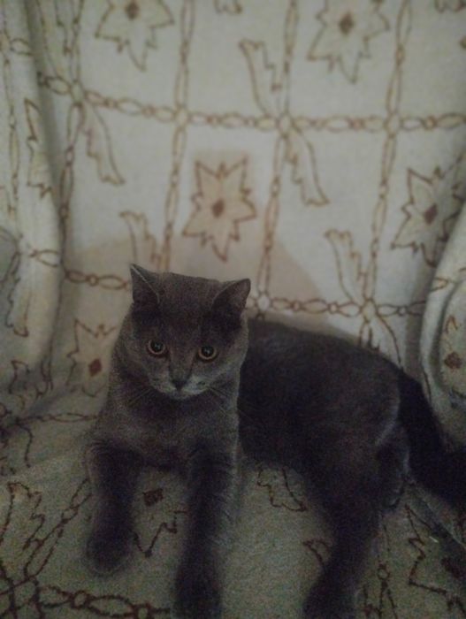 Пропал кот Майну!