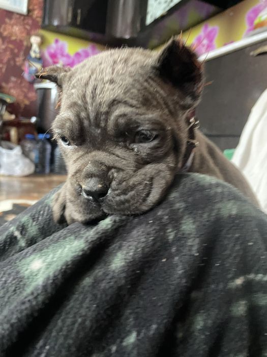 Итальянский кане корсо щенки