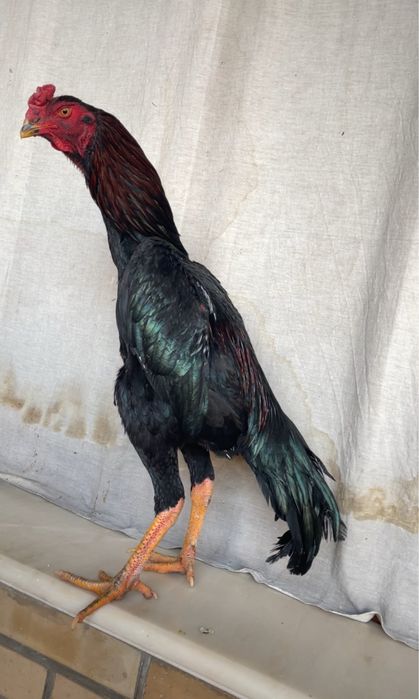 Yapon shamo 28 iyun chiqan toza zot 900 ming