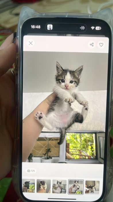 Отдам котенка в добрые руки