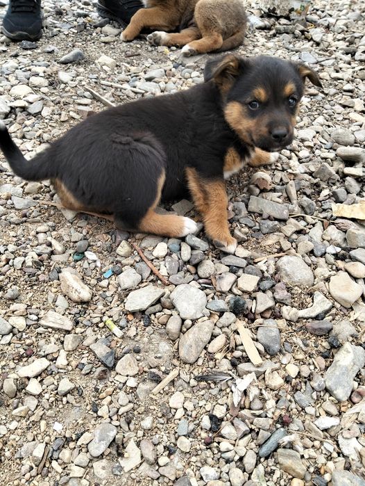 Щенки 2 девки 1 пацан