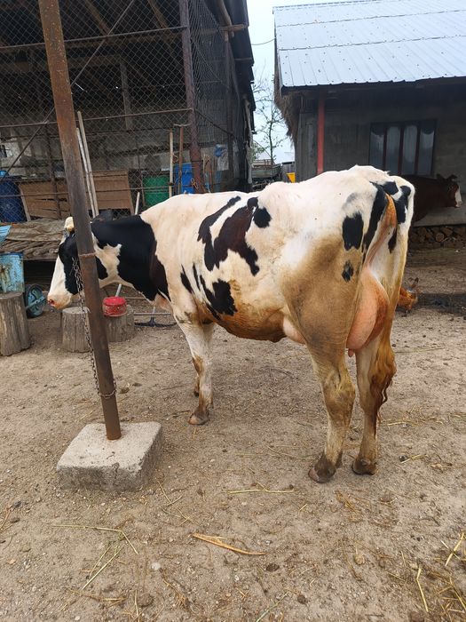 Vând vacă rasa Holstein
