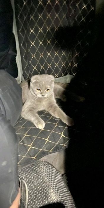 Шотландский кошка