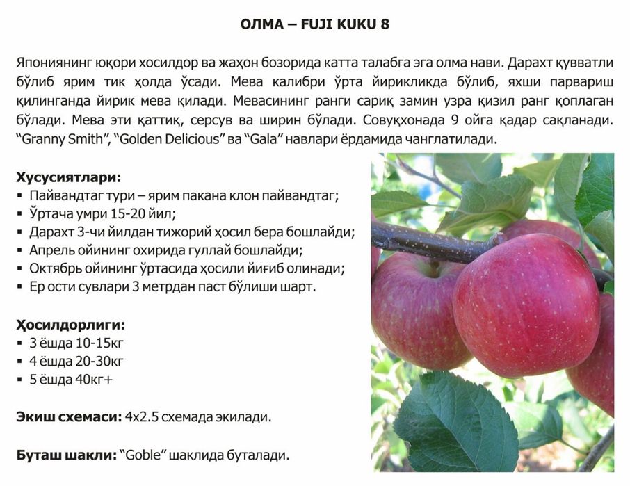 Olma gilos nok urik va mevali va manzarali kuchatlar bor