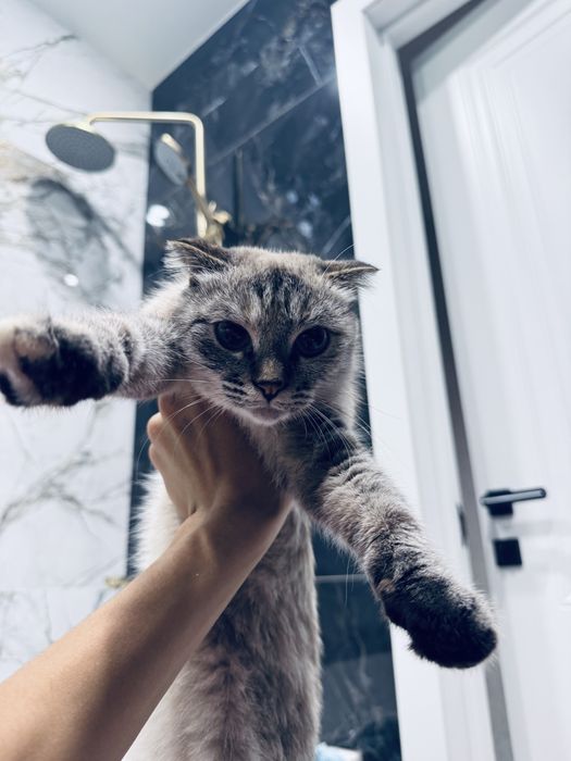 Шотландская кошка