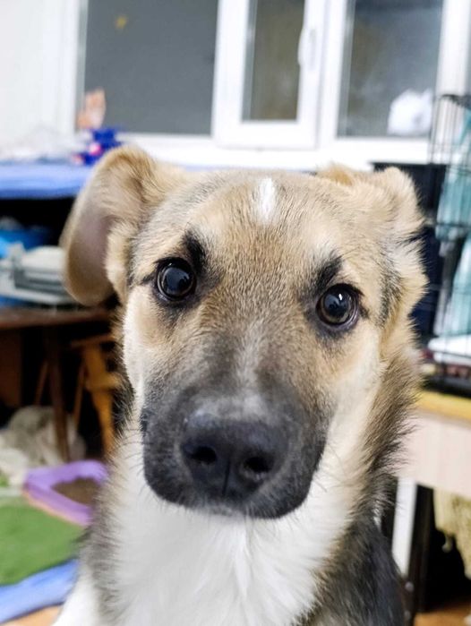 Отдам щенков в одни руки