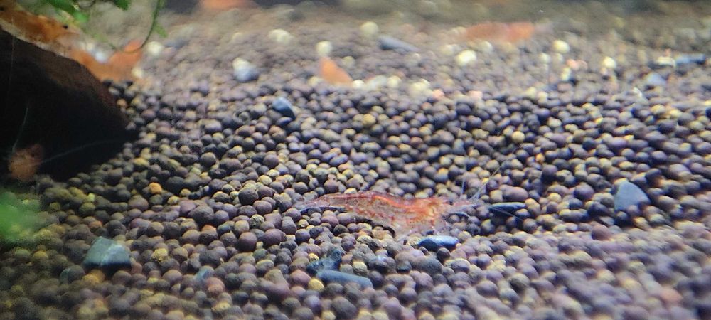 Креветки аквариумные