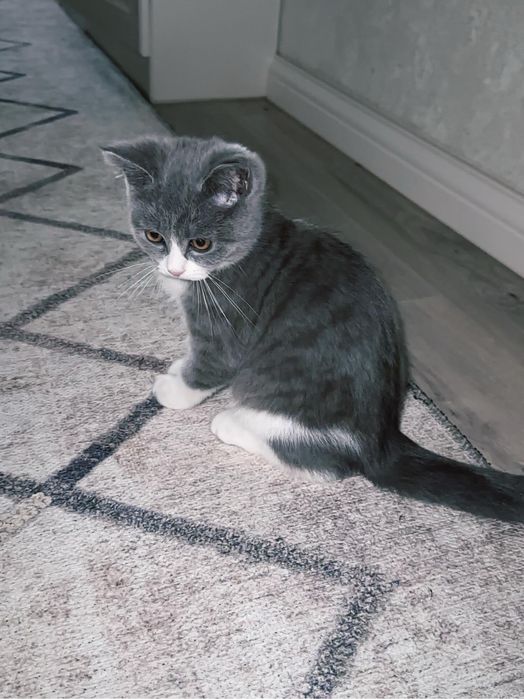 Шотландский-страйт(прямоухий)