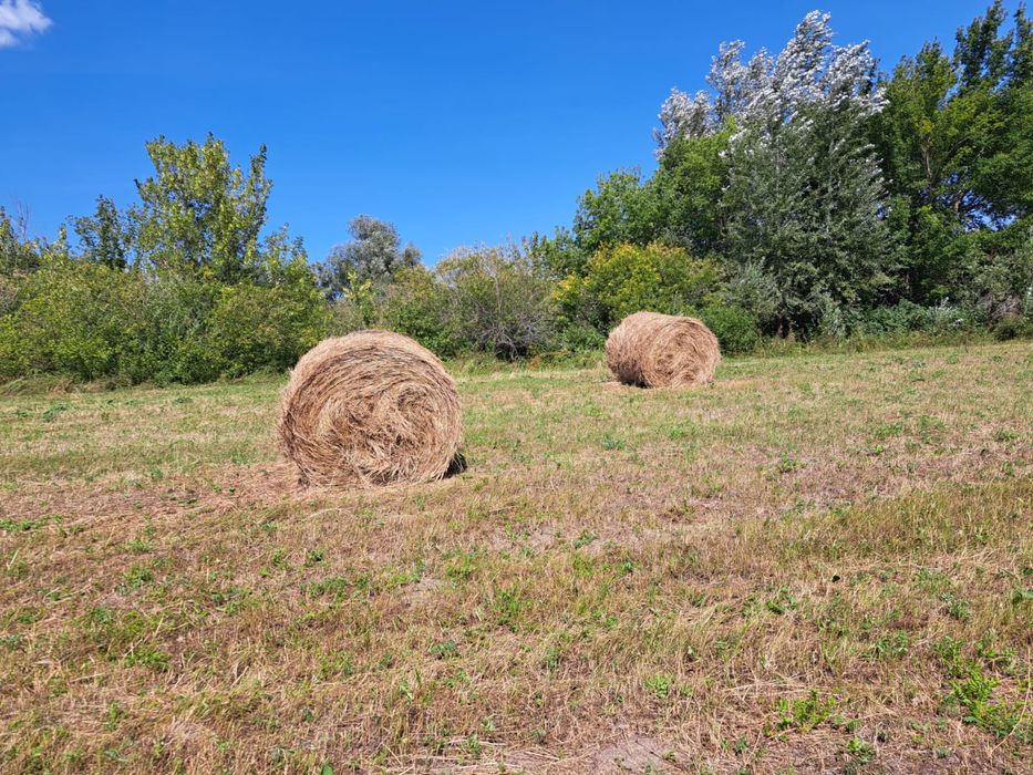 Сено в рулоне 300-350кг