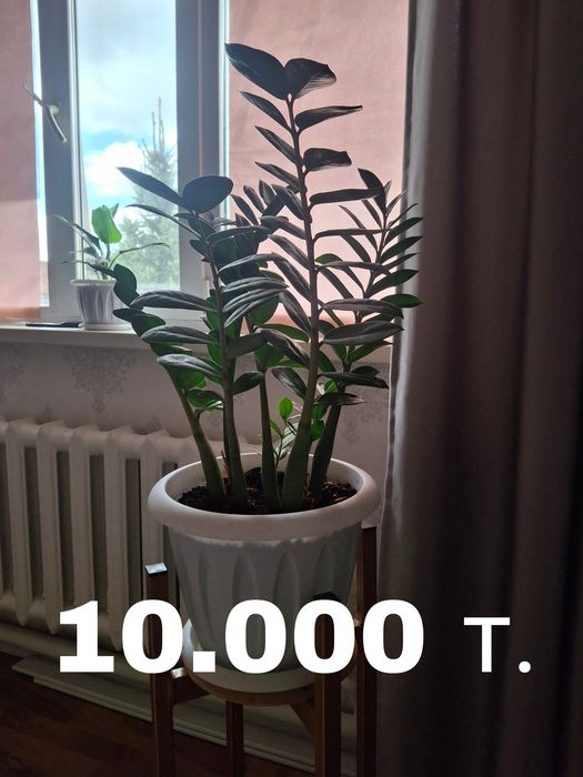 Фикус бенджамина