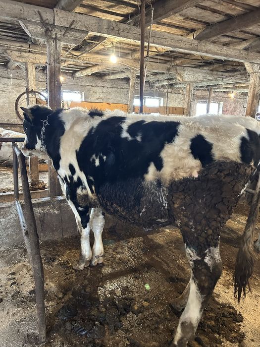 Vand vitele si un tauras