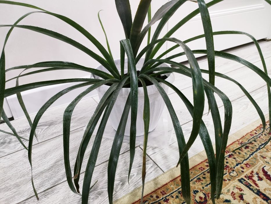 Домашние растения, доставка