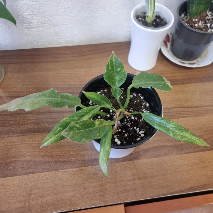 Филодендрон Ring of Fire