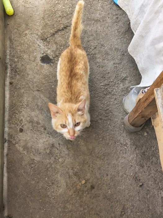 Adopție pisica portocalie