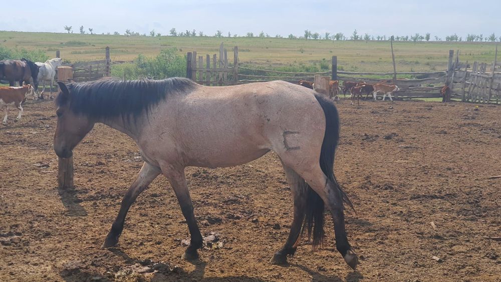 Продам кобыла 4года