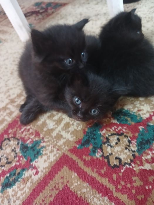 Отдам котят бесплатно