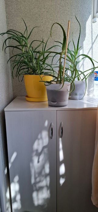 Продам комнатные растения