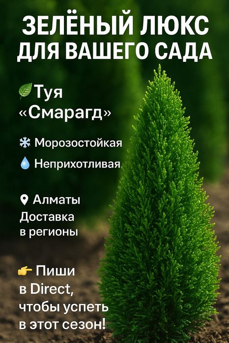 Туя смарагд. Ель голубая, Ландшафт, Рулонный газон. Плодовые деревья,