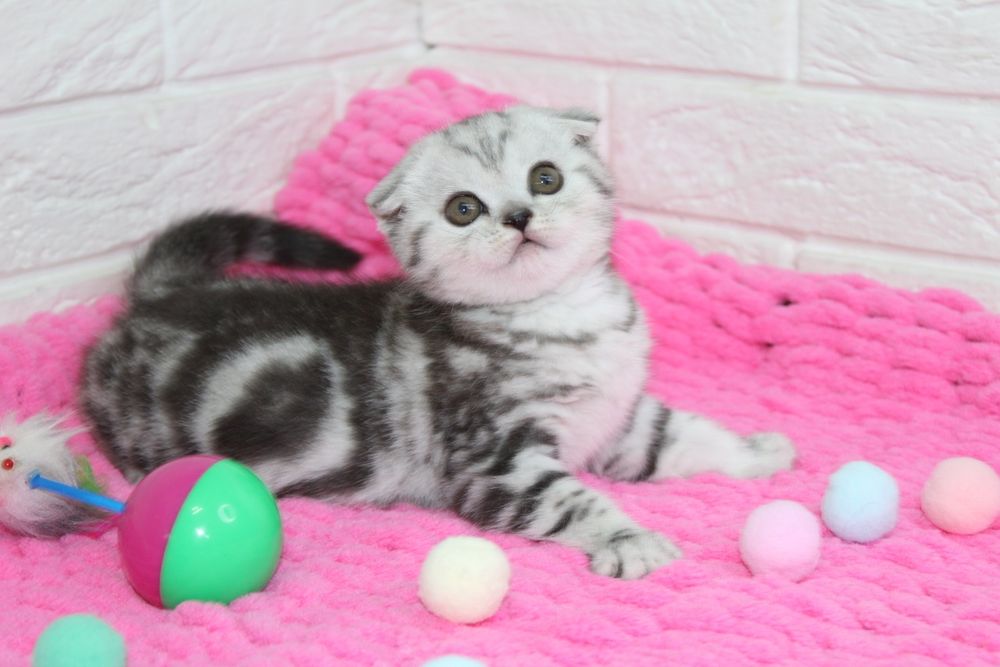 Вислоухие котята