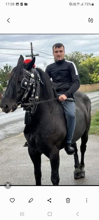 Vând iapa de 12 ani / schimb d