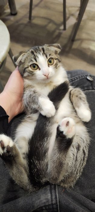 Кошечка 3 месяца