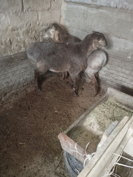 Бордақы қошқар сатылады