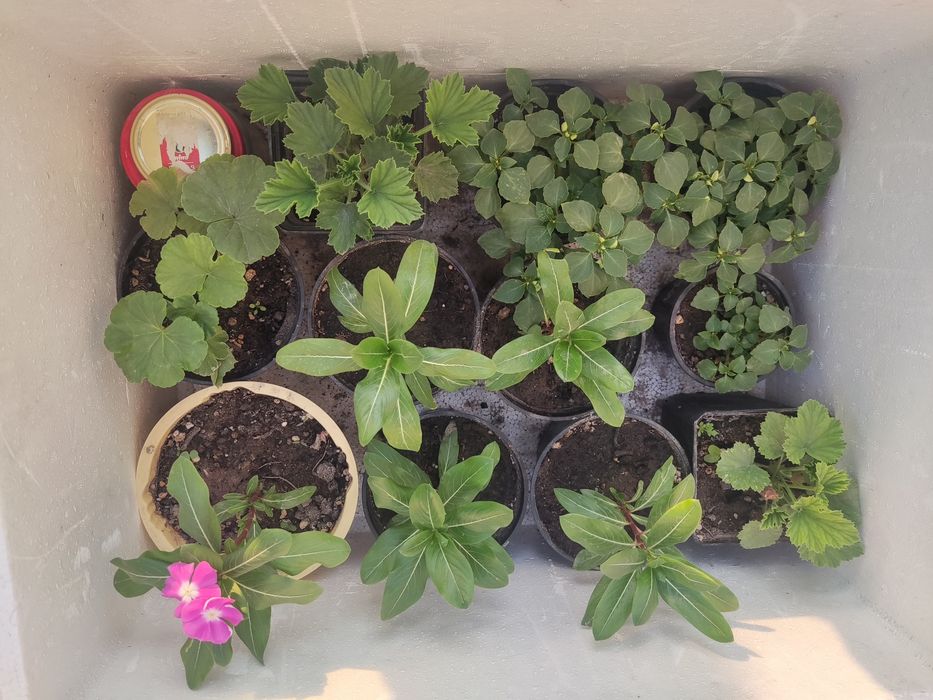 Цветочки в горшках