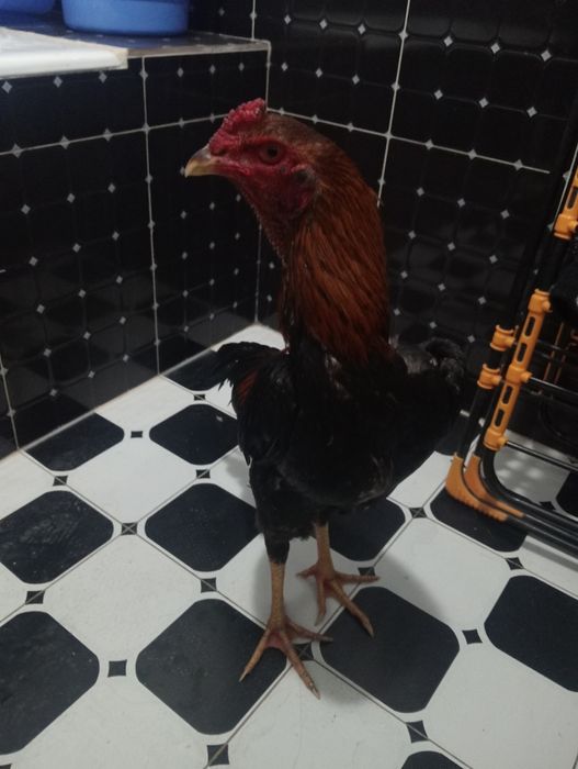 Dakan xo'roz sotiladi