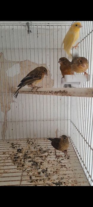 Канарейка маладой 4-5 маха