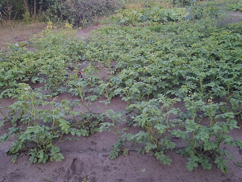 Продам Дачу СО Пригородное