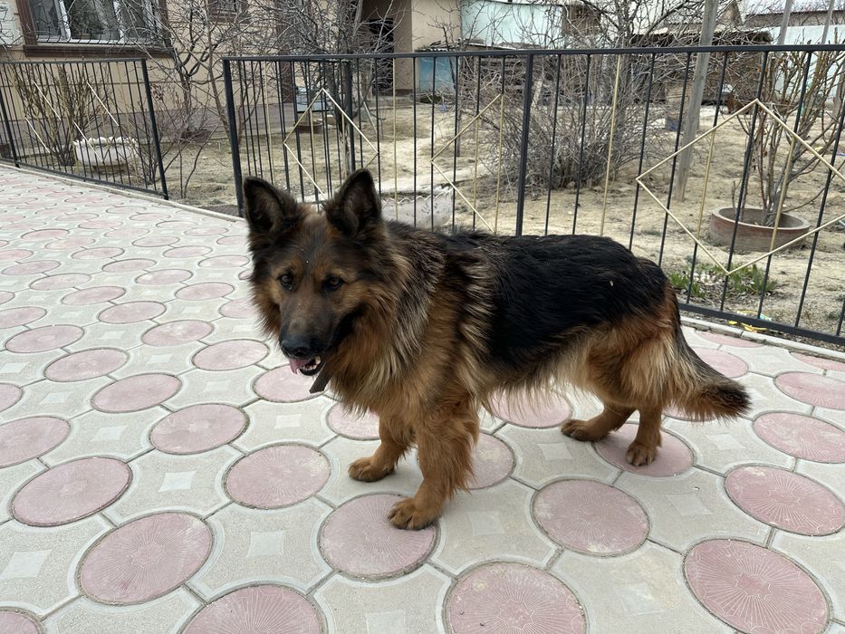 Продам немецкую овчарку