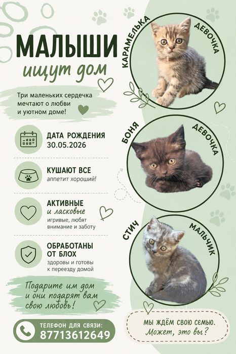 Очаровательные котята в добрые ручки