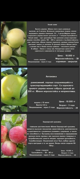 Саженцы яблоня трёх летка.