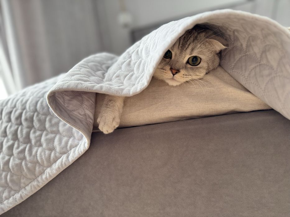 Вязка кота шотландец