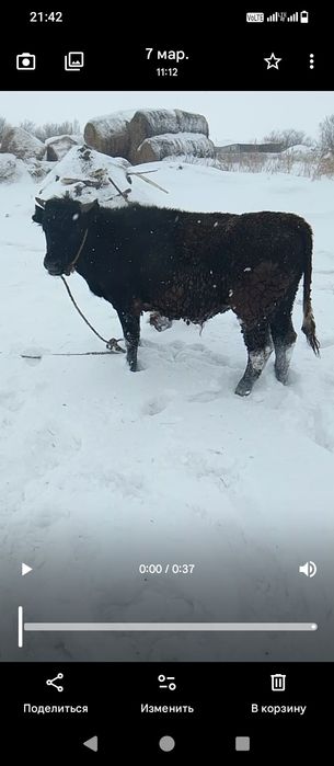 Продам 3 бычков на дорощивание