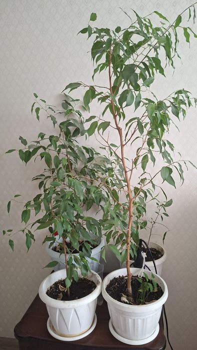 Продаются комнатные цветы