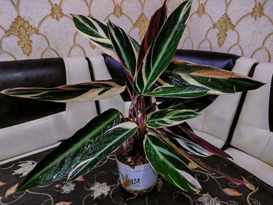 Комнатные растения. Доставка