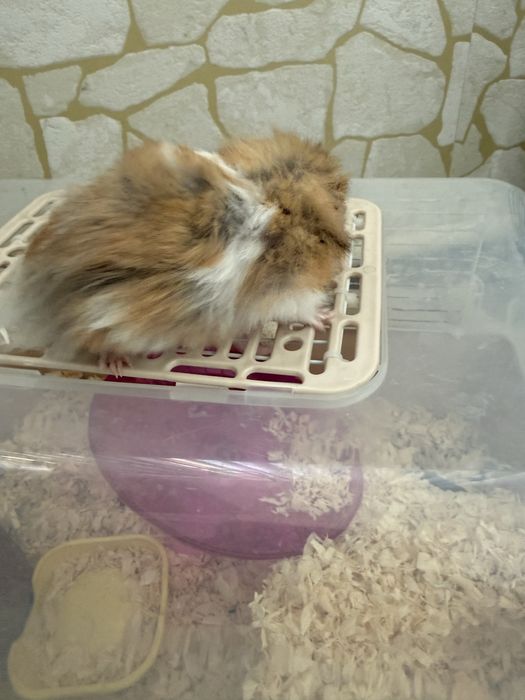 Сирийский хомяк с клеткой