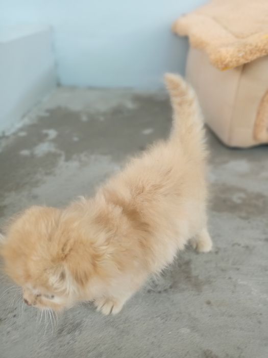 Вислоухие котята
