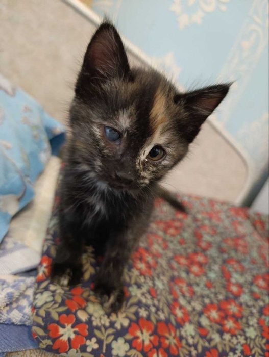 Домашние котята (4 месяца. отдам в добрые руки)