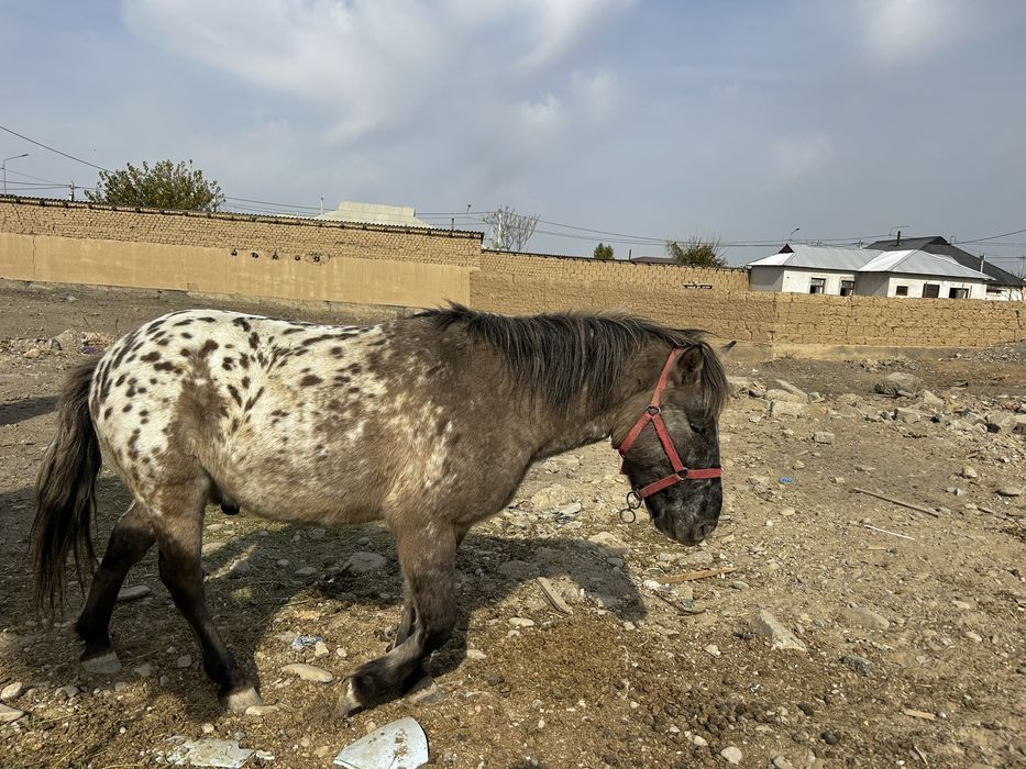 Пони сатылады төрт бас