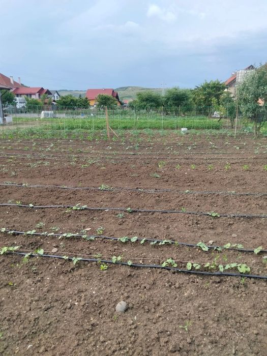 Teren vanzare/ Santana de Mures Strada stejarului